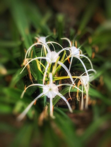 spiderlily