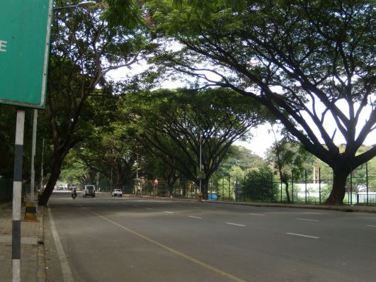 bangalore trees2