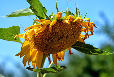 Carpe Diem weekend-meditation #6: Nodding Sunflowers
