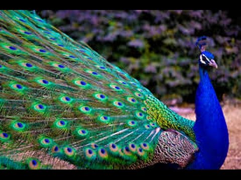 “Proud Peacock, YOU!”