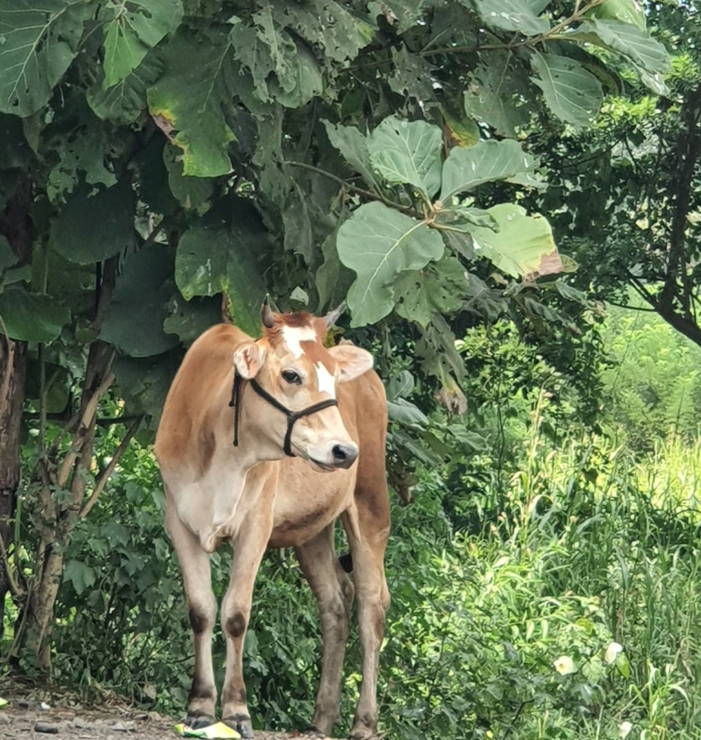 Wordless Wednesdays : A Cow On A Mission